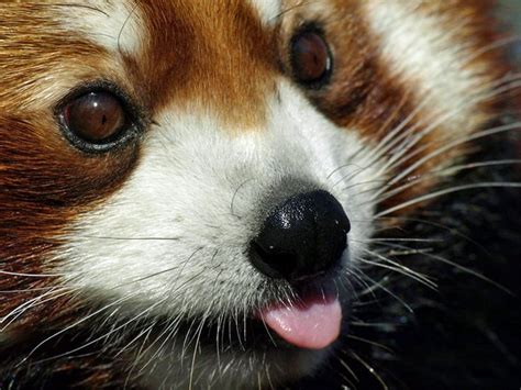 Red Panda Red Panda Tongue Close Up Adorable Animals For Lois Red