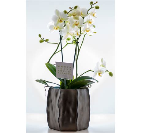 Recensioni di vaso fiori bianco ✅ reperti qualunque il clienti di vaso fiori bianco e acquisto ✅ , con fiducia accesso per il migliore offerte. Vaso con orchidea multiflora - Cosaporto.it