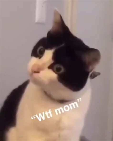 Wtf Mom Coub The Biggest Video Meme Platform