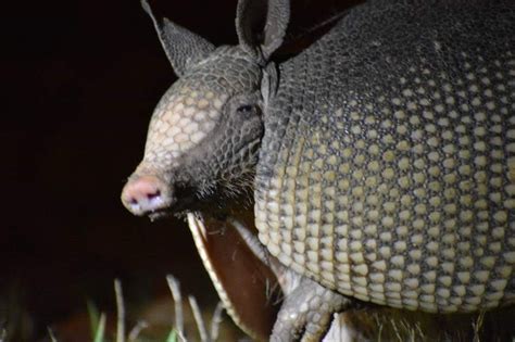 Nine Banded Armadillo Protected From Nose To Tail Georgia Wildlife