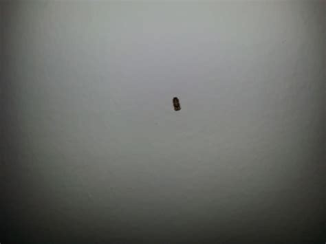 Entomology Bug Identification Is This Small Tubular Black Bug A Bed