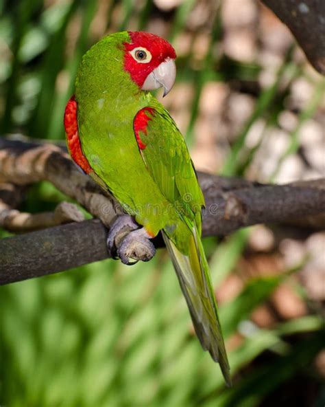 Red And Green Parrot Stock Photo Image Of Claw Nature 25272974