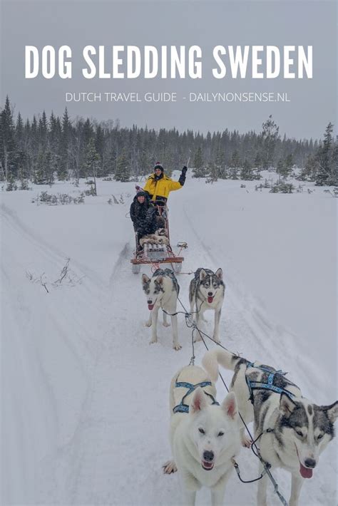 A Dog Sledding In The Snow With Two Dogs Pulling It Behind Them And