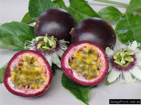 Passionfruit Black Vine Passiflora Edulis