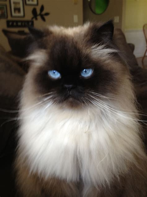 Himalayan Cat That Is One Handsome Guy Beautiful Cats Pretty