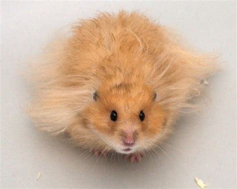 15 Interesting Facts About Hamsters Ohfact