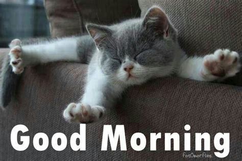 Good Morning Quotes Quote Morning Kitten Good Morning Morning Quotes