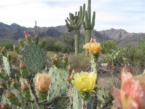 Sunset Colored Prickly Pears Are Blooming In Tucson And We Are In Love