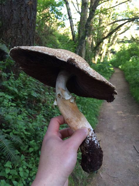 Giant Found In The Pacific Nw Coast Id Mushroom