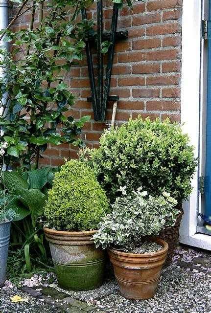 38 Best Evergreens In Containers Images On Pinterest
