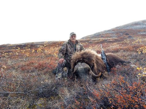 Greenland Hunting Muskox And Caribou With Jko Sable Safari
