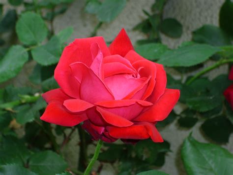 Check spelling or type a new query. Fiori Simili Alle Rose : Home Page / Molti fiori e piante ...