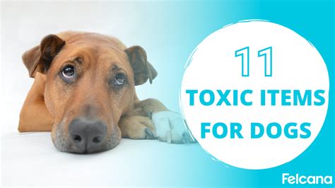 Top 11 Common Household Items Toxic To Dogs 2022 Felcana