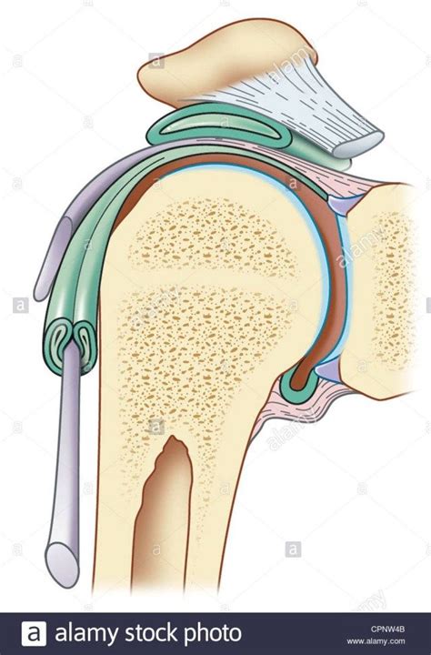 Shoulder radiology & anatomy at usuhs.mil. Shoulder Ligaments Diagram . Shoulder Ligaments Diagram Shoulder Ligament Stock Photos Shoulder ...