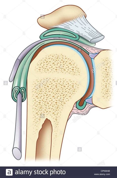 Your upper arm bone (humerus), your shoulder blade (scapula), and your collarbone (clavicle). Shoulder Ligaments Diagram . Shoulder Ligaments Diagram Shoulder Ligament Stock Photos Shoulder ...