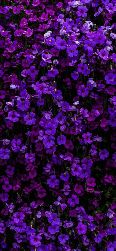 Purple Petaled Flower Iphone 11 Wallpapers Free Download