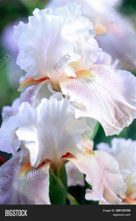 White Pink Iris Blooms Image And Photo Free Trial Bigstock