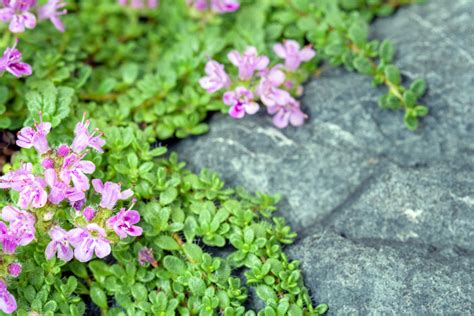 Best Thyme For Ground Cover Full Guide Gardening Chief