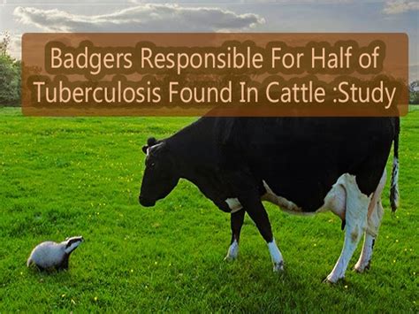 Garden And Farms Badgers Responsible For Half Of Tuberculosis Found In