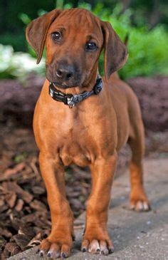 The current median price for all rhodesian ridgebacks sold is $1,100.00. american bulldog lab mix | Labrador Mix Puppies For Sale ...