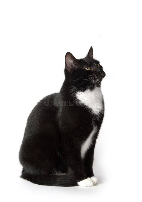 Cute Tuxedo Cat On White Stock Image Image Of Single 96949179