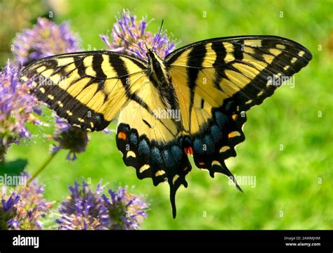 Close Up Of An Eastern Tiger Swallowtail Butterfly Feeding On The