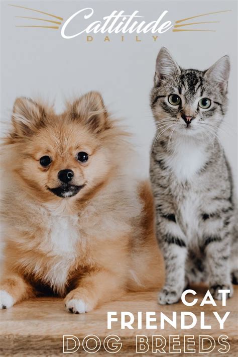 Sometimes Cats And Dogs Can Be The Very Best Friends—and The Dogs On