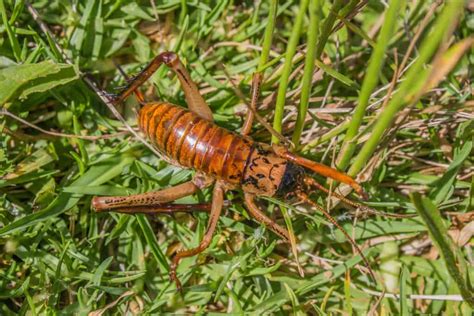 Giant Weta Insect Facts Deinacrida A Z Animals