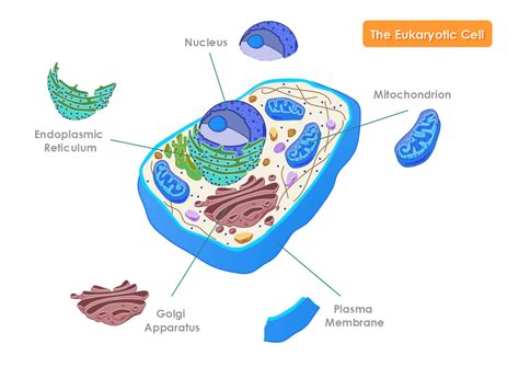 The Eukaryotic Cell Template Mydraw