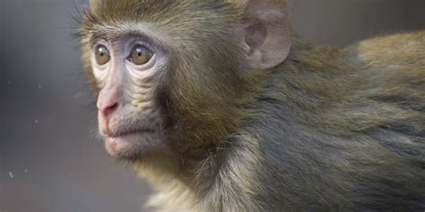 Monkey On The Loose In Florida Has Cops Working 'Tirelessly' | HuffPost