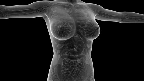 Other articles where torso is discussed: science anatomy of human body in x-ray with all organs in white. alpha channel Motion Background ...