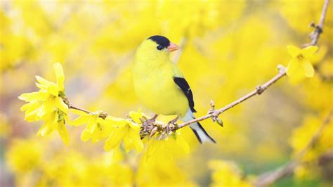 Black Yellow Bird Is Standing On Yellow Flowers Tree Branch In Blur