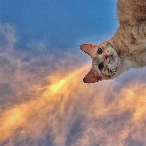 Cat pattern wallpaper iphone wallpaper cat cute cat wallpaper kawaii wallpaper pastel then you're in the right place! find me @hunniebum ! ♥︎ | Cute cat wallpaper, Cute cats ...