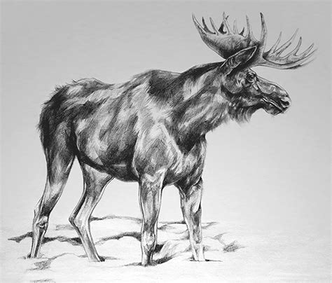 Moose Pencil Drawings At Explore Collection Of