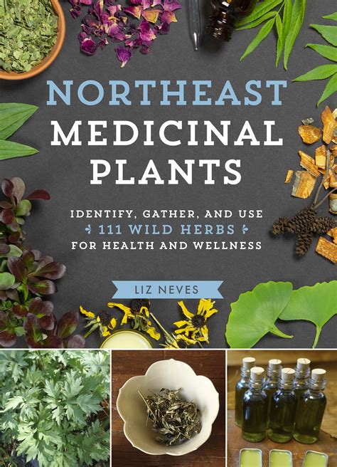 Northeast Medicinal Plants Identify Harvest And Use 111 Wild Herbs