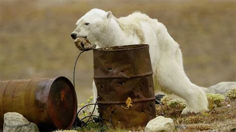 Emaciated Polar Bear In Viral Video Is A Warning But Not Necessarily A