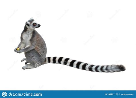 Ring Tailed Lemur Lemur Catta Sitting On Ground Holding A Piece Of