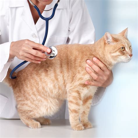 Animal Loverse2be8a5b524029c41c84762c9ae82c0c - Ezbz Today