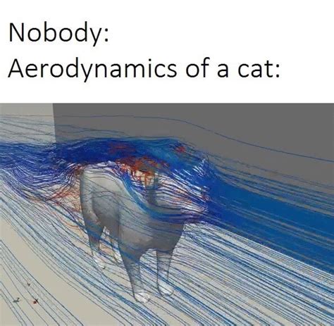 Nobody Aerodynamics Of A Cat Ifunny