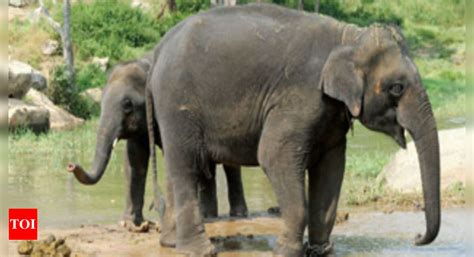 Elephant Attack In Bengal Elephants Kill 9 Mostly Women In A Week In