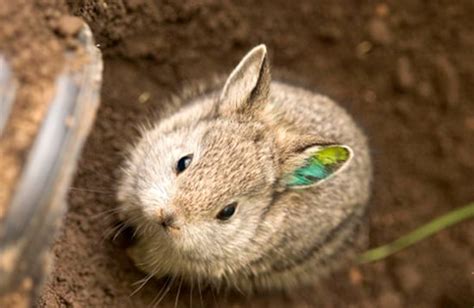 Columbia Basin Pygmy Rabbits Endangered Species The Mary Sue