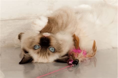 Everything You Need To Know About Chocolate Ragdoll Cats