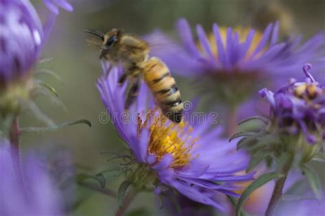 Yellow Bumblebee On Purple New England Aster Flower Stock Photo Image