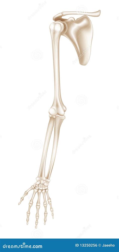 Upper Extremity Bone Anatomy