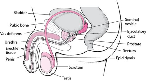 Structure Of The Male Reproductive System Mens Health Issues Msd