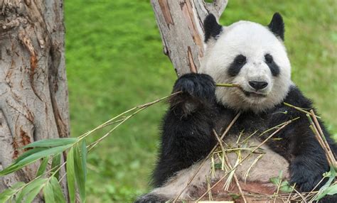 Giant Panda No Longer Endangered But Eastern Gorillas Are ‘critically