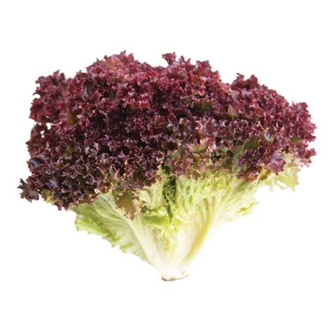 Lettuce Endives Red Chicory Eu 1 Kg Wholesale Tradeling