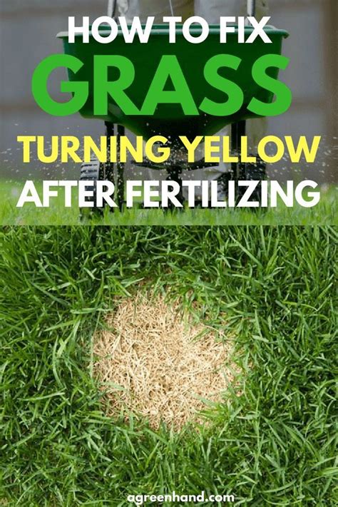 How To Fix Grass Turning Yellow After Fertilizing Healthy Lawn Lawn