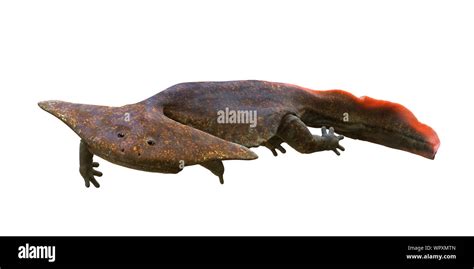Diplocaulus Extinct Amphibian From The Late Carboniferous To Permian
