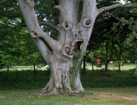 63 Trees That Look Like Something Else And Will Make You Look Twice